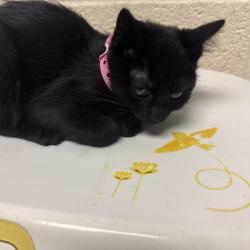 Shelter Stray Female Cat last seen , 2350 Appling City Cove, Memphis, TN 38133, USA