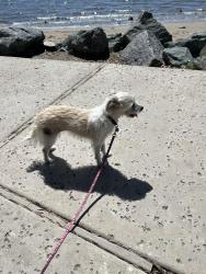 Reunited Female Dog last seen Gotham & Otay Lakes Rd, Chula Vista, CA 91913