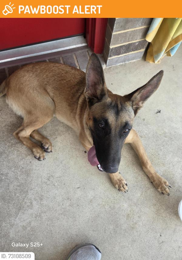 Found/Stray Female Dog last seen Indigo Falls dr and tarragon trace, Fort Bend County, TX 77423