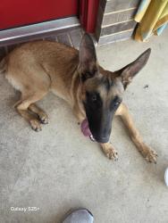 Found/Stray Female Dog last seen Indigo Falls dr and tarragon trace, Fort Bend County, TX 77423