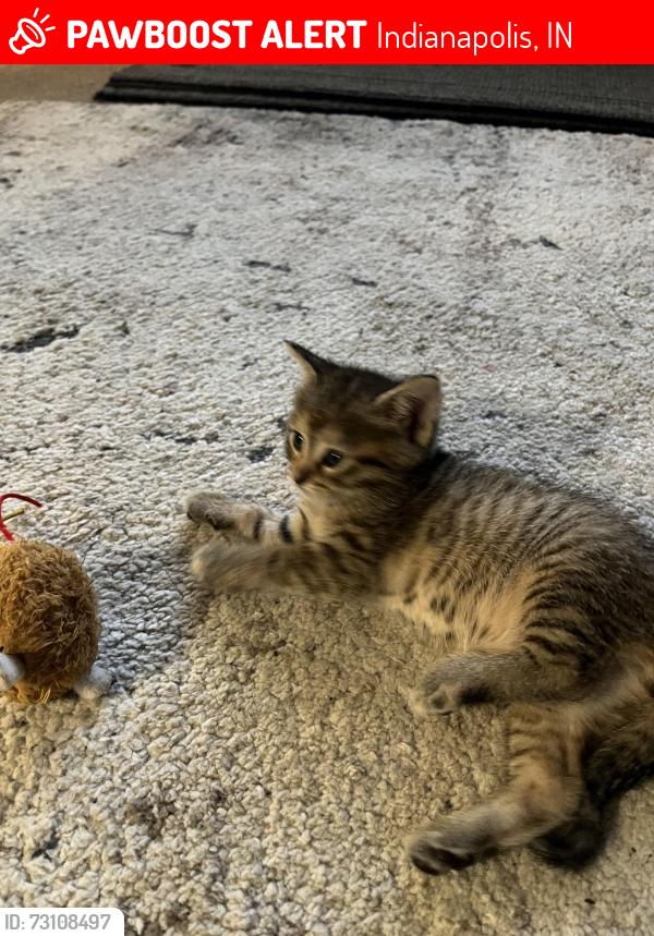 Lost Male Cat last seen West 34th and Kessler. 46222, Indianapolis, IN 46224