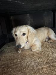 Reunited Male Dog last seen Piney point, Eclectic, AL 36024
