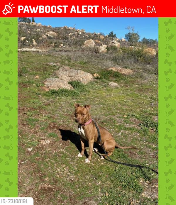 Lost Female Dog last seen Napa Ave, Middletown, CA 95461