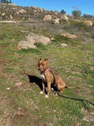 Lost Female Dog last seen Napa Ave, Middletown, CA 95461