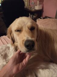 Found/Stray Female Dog last seen Sequoah Caverns, Valley Head, AL 35989