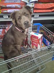 Lost Female Dog last seen Arden arcade, Arden-Arcade, CA 95864