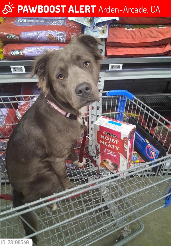 Lost Female Dog last seen Arden arcade, Arden-Arcade, CA 95864