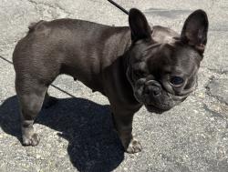 Reunited Female Dog last seen Hawthorne Blvd. and Del Amo Blvd., Torrance, CA 90503