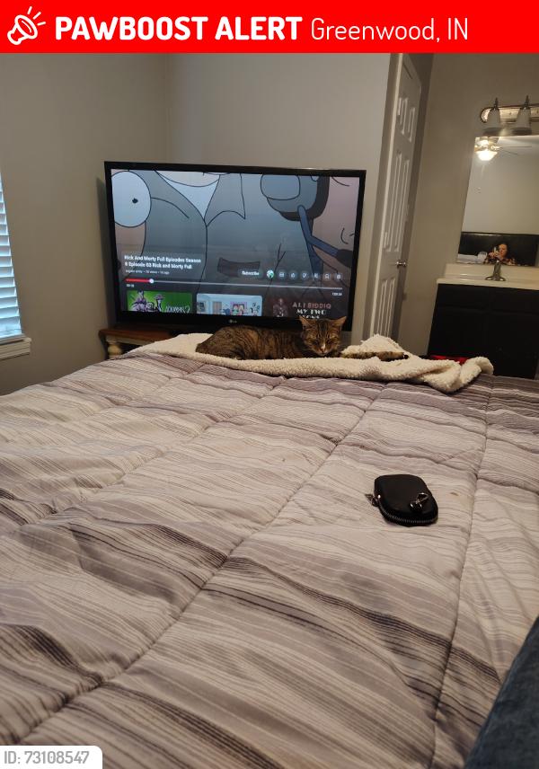Lost Male Cat last seen Greenwood park mall, Greenwood, IN 46237