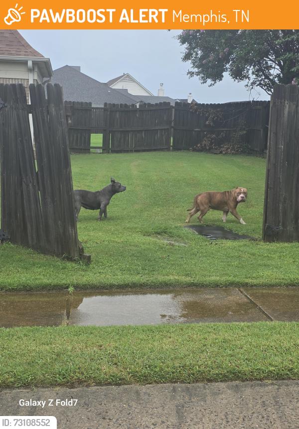 Found/Stray Male Dog last seen Queens crown ct, Memphis, TN 38125