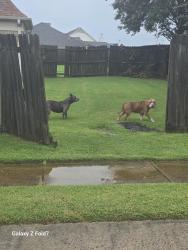 Found/Stray Male Dog last seen Queens crown ct, Memphis, TN 38125