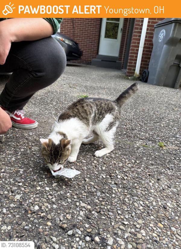 Found/Stray Female Cat last seen Across from the fire dept, Youngstown, OH 44509
