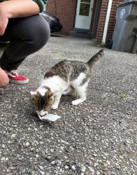 Found/Stray Female Cat last seen Across from the fire dept, Youngstown, OH 44509