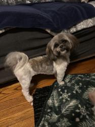 Reunited Female Dog last seen Near NW 96th St, Oklahoma City, OK 73114, USA, Oklahoma City, OK 73114