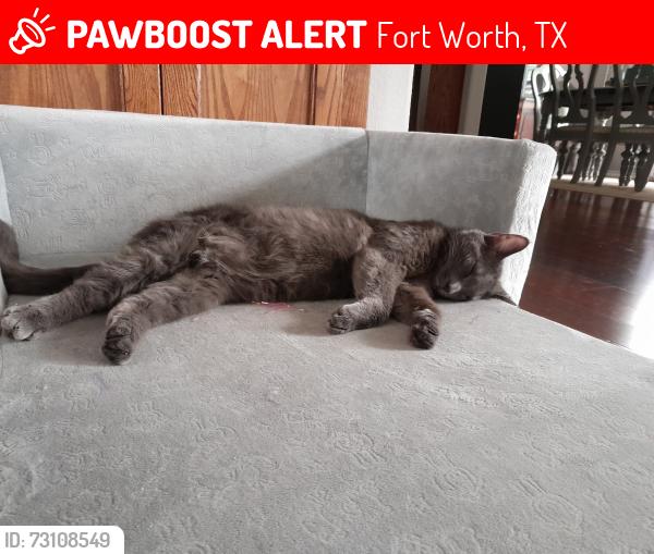 Lost Male Cat last seen Kingswood and Waco Way, Fort Worth, TX 76133