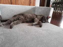 Lost Male Cat last seen Kingswood and Waco Way, Fort Worth, TX 76133