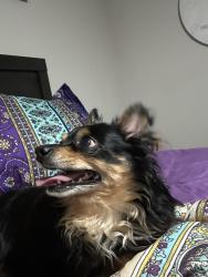 Reunited Male Dog last seen Decatur, Las Vegas, NV 89031