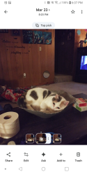 Reunited Female Cat last seen 7th street extension, Salisbury, NC 28144