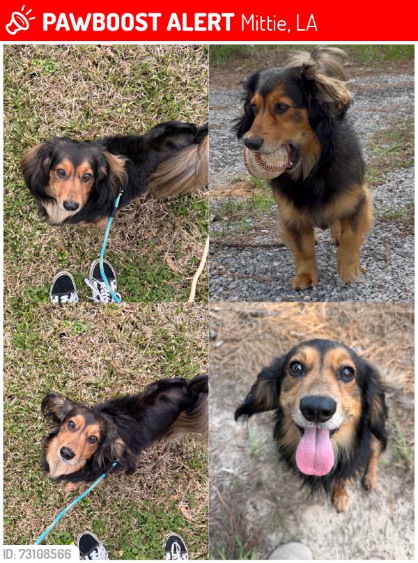 Lost Female Dog last seen Hwy 377, Mittie, LA 70637