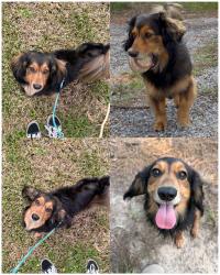 Lost Female Dog last seen Hwy 377, Mittie, LA 70637
