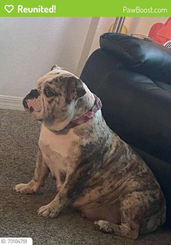 Reunited Female Dog last seen Hillock and Malabar , Palm Bay, FL 32907