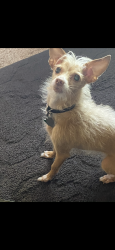 Lost Female Dog last seen 67th Spencer, Omaha, NE 68104