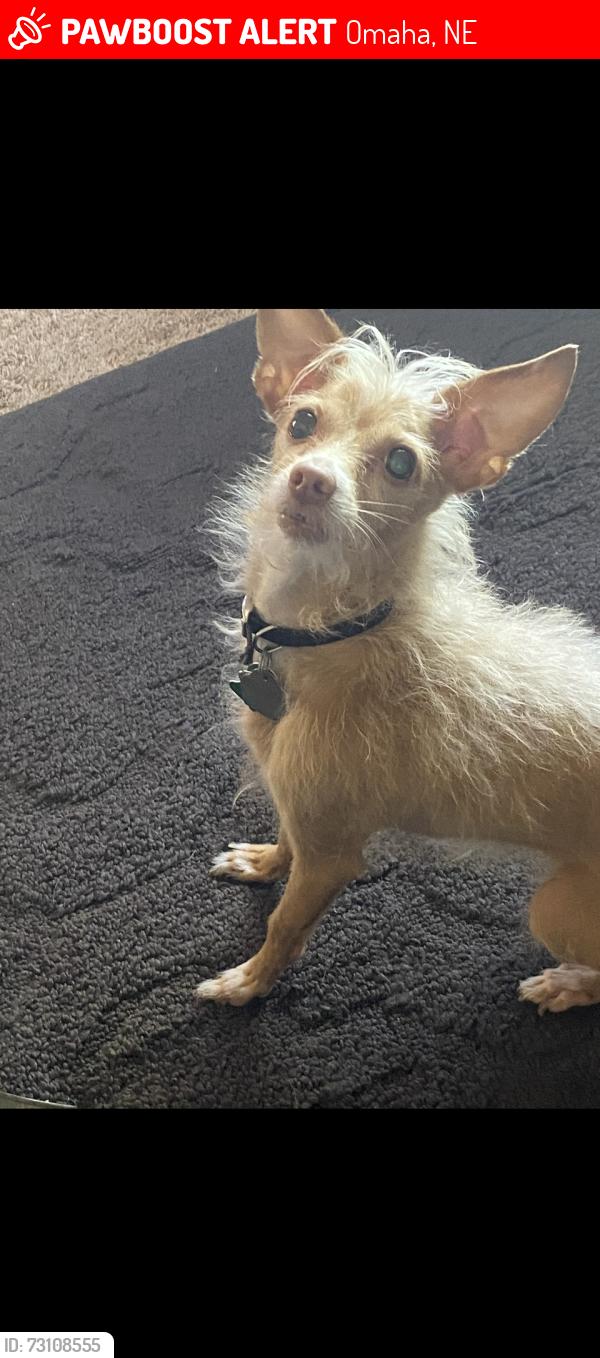 Lost Female Dog last seen 67th Spencer, Omaha, NE 68104