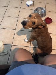 Reunited Female Dog last seen Missouri & Waco St, South Houston, TX 77587