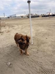Found/Stray Male Dog last seen Firestone & Santa Fe Ave, South Gate, CA 90280