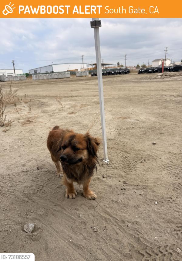 Found/Stray Male Dog last seen Firestone & Santa Fe Ave, South Gate, CA 90280