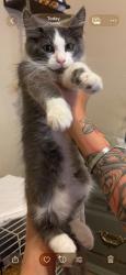 Shelter Stray Male Cat last seen Bexar County, 3353 Morningside Dr, New Braunfels, TX 78132, USA