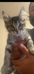 Shelter Stray Female Cat last seen Bexar County, 3353 Morningside Dr, New Braunfels, TX 78132, USA