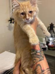 Shelter Stray Male Cat last seen Bexar County, 3353 Morningside Dr, New Braunfels, TX 78132, USA