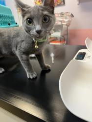 Shelter Stray Female Cat last seen Bexar County, 3353 Morningside Dr, New Braunfels, TX 78132, USA
