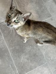 Found/Stray Female Cat last seen Days Inn motel on west Oakland Park blvd, Fort Lauderdale, FL 33311