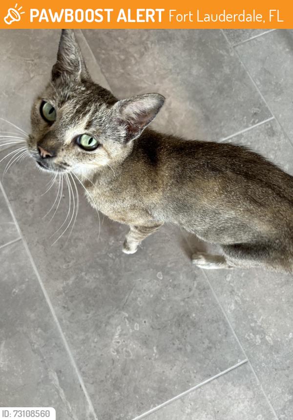 Found/Stray Female Cat last seen Days Inn motel on west Oakland Park blvd, Fort Lauderdale, FL 33311