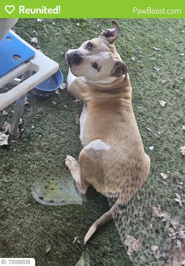 Reunited Female Dog last seen Near NW 19th St, Moore, OK 73160, USA, Moore, OK 73160