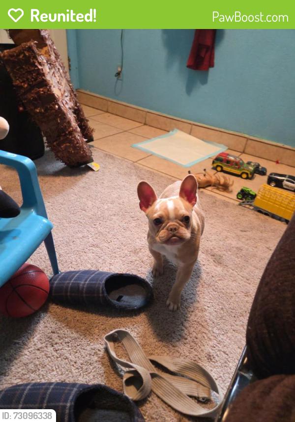Reunited Female Dog last seen Nancy st Brentwood ca, Tyler, TX 75701