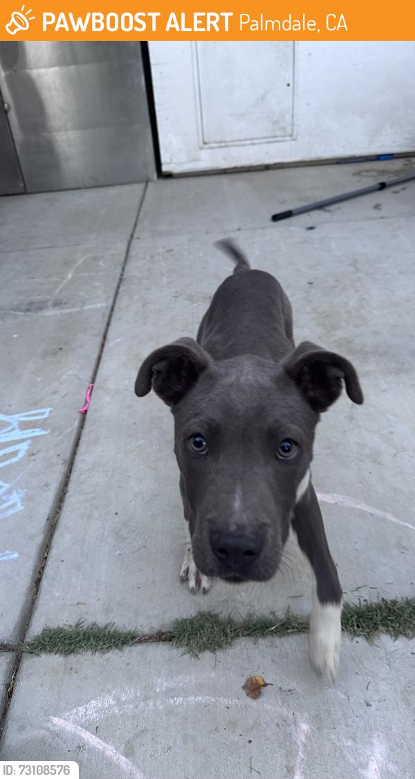 Found/Stray Male Dog last seen Mariposa park, Palmdale, CA 93350