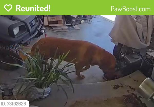 Reunited Male Dog last seen Ave. N & 167st East Lancaster, Ca 93535, Lancaster, CA 93535