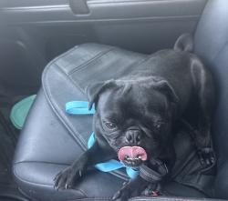 Reunited Male Dog last seen Near Joe Battle Blvd, El Paso, TX 79938, USA, El Paso, TX 79938