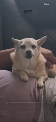 Lost Male Dog last seen Cajalco exp way and Haines st, Perris, CA 92570