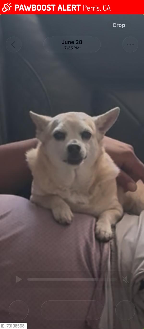 Lost Male Dog last seen Cajalco exp way and Haines st, Perris, CA 92570