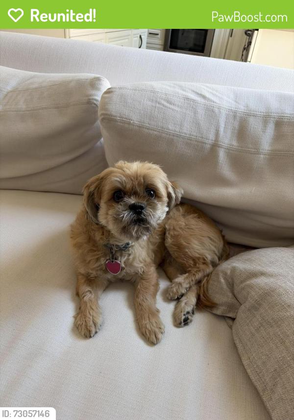 Reunited Male Dog last seen San Antonio Heights, Upland, CA 91784