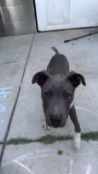 Found/Stray Male Dog last seen Mariposa park, Lancaster, CA 93535