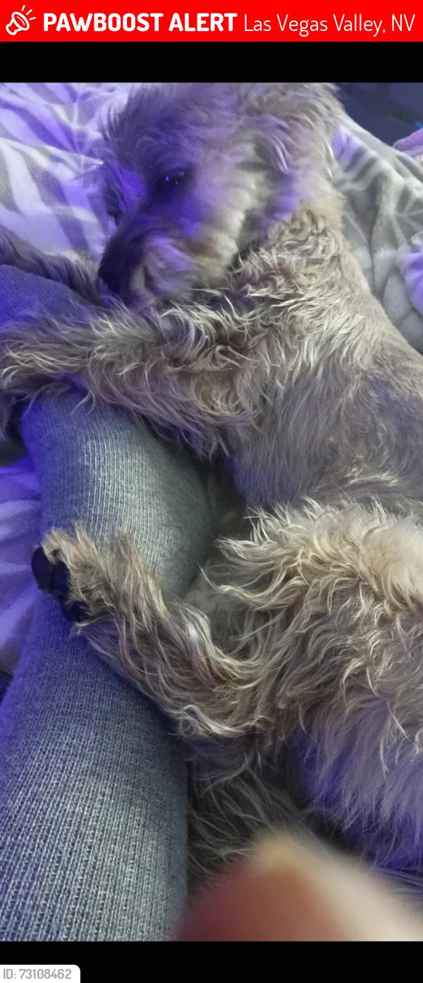 Lost Female Dog last seen Boulder and Russell, Las Vegas Valley, NV 89011