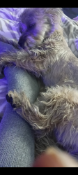 Lost Female Dog last seen Boulder and Russell, Las Vegas Valley, NV 89011