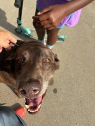 Found/Stray Male Dog last seen Tyler Park, Louisville, KY 40204