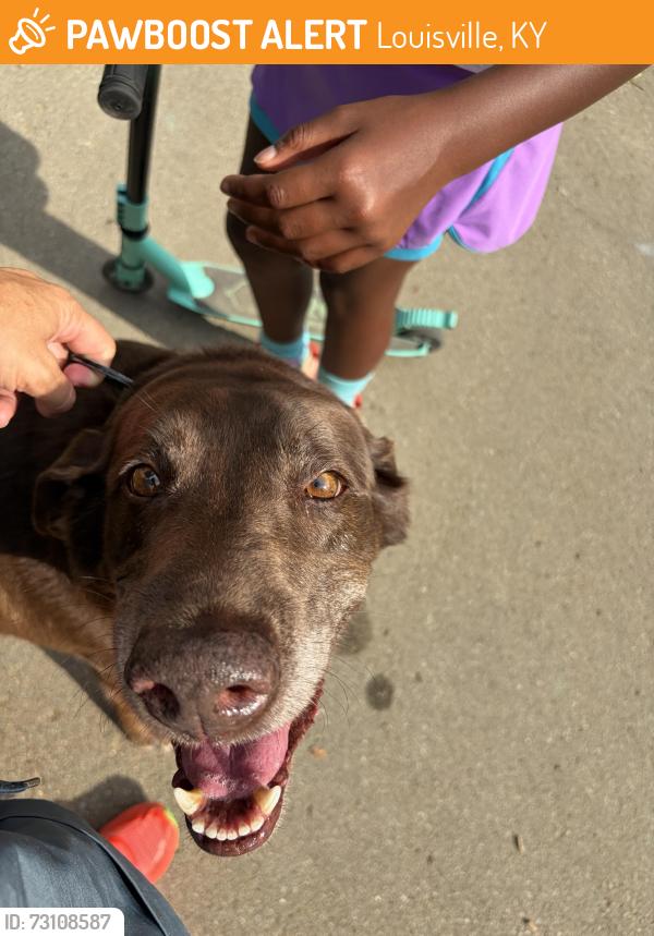 Found/Stray Male Dog last seen Tyler Park, Louisville, KY 40204