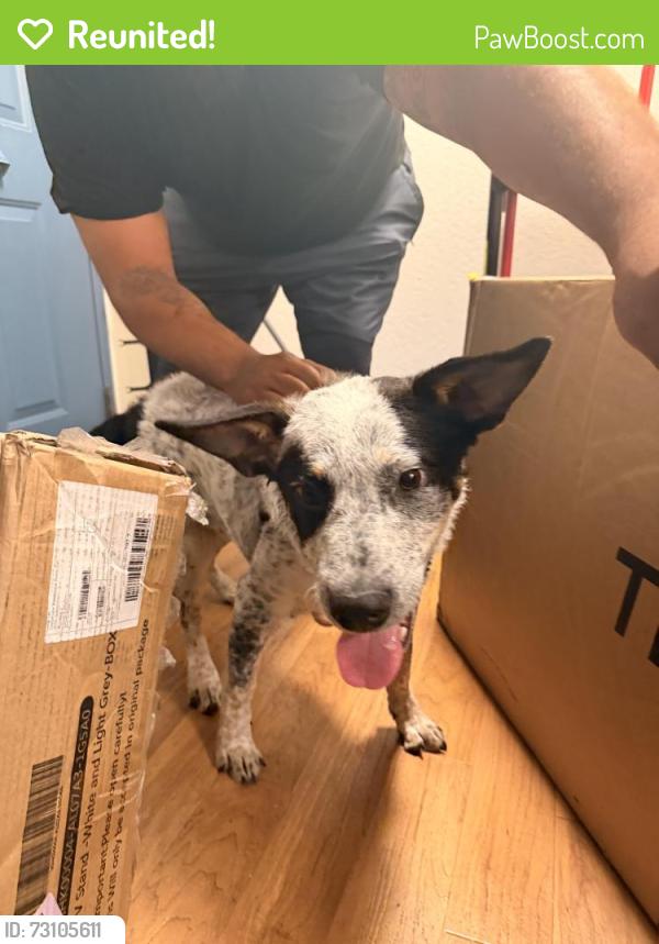 Reunited Male Dog last seen Buena Vista, and poggi st by the summer houses, Alameda, CA 94501